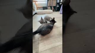  Just Subscribe likeandsubscribe kitten cute pets animalvlog kitty funny bestyoutuber