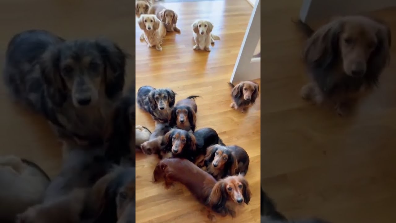 Top 5 Cheapest Dogs In The Entire World Miahmooooo