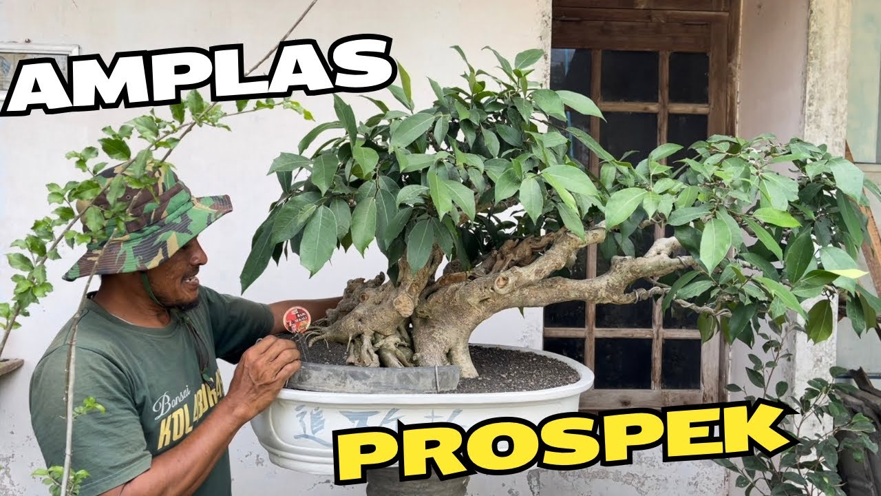Review Harga Bonsai Prospek Di Meghan Bonsai