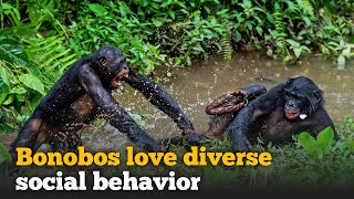 Bonobos love diverse | Monkey