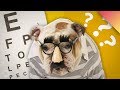 Why Don't Other Animals Wear Glasses?
