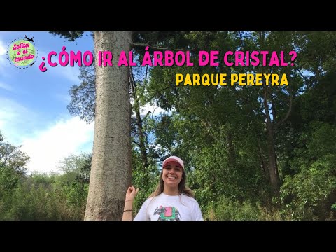 ¿Cómo ir al ÁRBOL de CRISTAL en BICICLETA? *Parque Pereyra*
