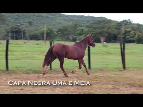 LOTE 30 - CAPANEGRA UMA E MEIA