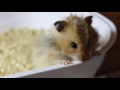 Все наши хомяки - как у них дела? /All our hamsters