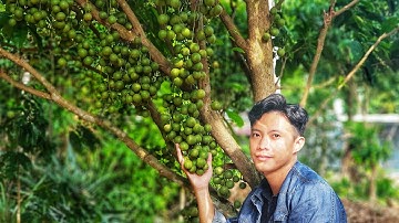 #90 Đột Kích Khu Vườn Hơn 15 Loại Cây Ăn Trái ĐỈNH CỦA ĐỈNH 🙀🙀🙀 - NGON NÁ THỞ | Duy Nisa