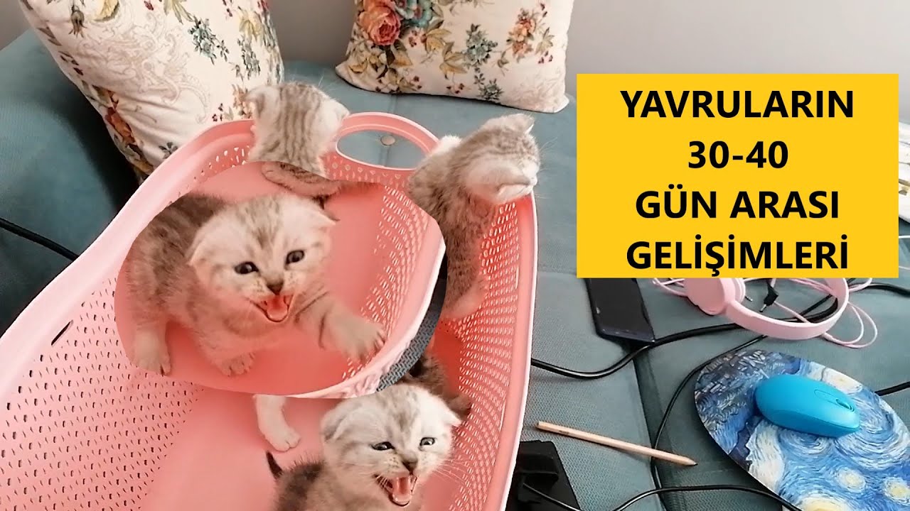 0 2 Aylik Yavru Kedi Bakimi Nasil Olmalidir Tuvalet Egitimi Kuru Mamaya Alistirma Youtube