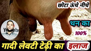 गाय-भैंस की लेवटी Udder थन छोटा ऊंचे नीचे टेडे का इलाज Udder teat problem Solution