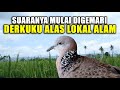 Suara Burung Derkuku Bersih Cocok Untuk Pikat Mp3 - Mp4 Download