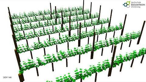 Virtual Riesling (ViRi)