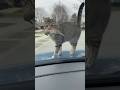 Cat Gets Furious After the Horn Scares His Prey Away😳😳😳 #catsoftiktok #cute #viral #fyp #cat