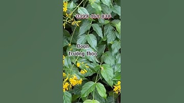 Đoạn trường thảo còn gọi là cây lá ngón rất độc nhé.#shortvideo