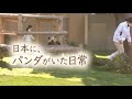 日本に、パンダがいた日常|あの距離に、楓浜がいた