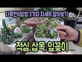 다육이번식법 3가지 :적심,삽목,잎꽂이(How to
breed succulent 3th)