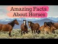 Top 30 Interesting Facts About Horses - Amazing Facts About Horses