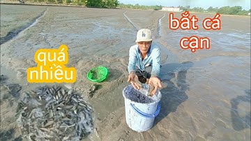Tư ra ruộng bắt cá cạn quá nhiều