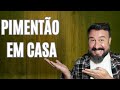 O SEGREDO PARA PLANTAR PIMENTÃO EM CASA E TER MUITO