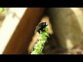 Centris nigerrima (abeja)