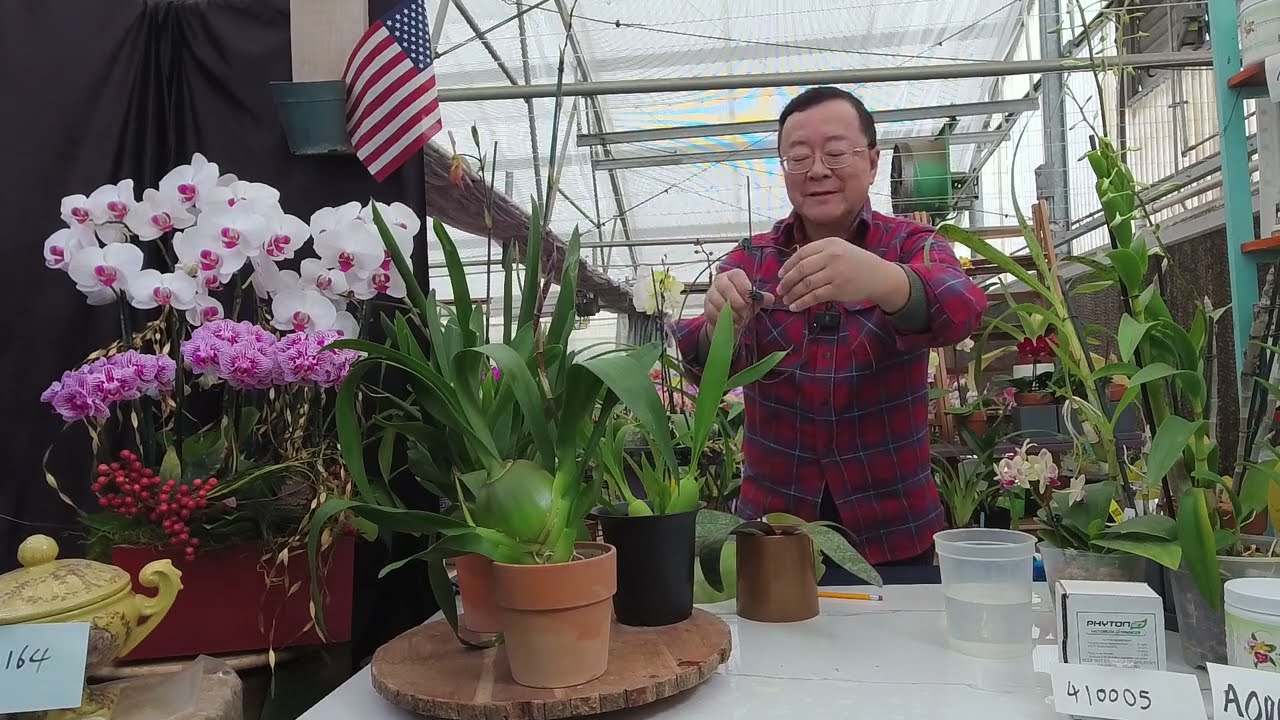 Norman Fang Live! Episode 110 General Winter Orchid Pest & Disease Control