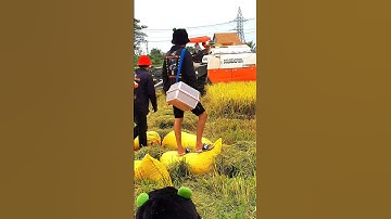 cắt lúa bắt chuột