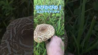 ススケヤマドリタケポルチーニセップ茸Japanese mushroom夏キノコかぴかぴ