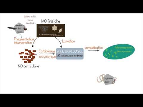 Vidéo: Quelle couche est formée de matière organique décomposée ?