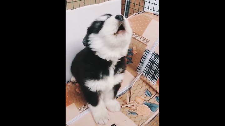 狗狗大半夜饿的叫声像哭了一样