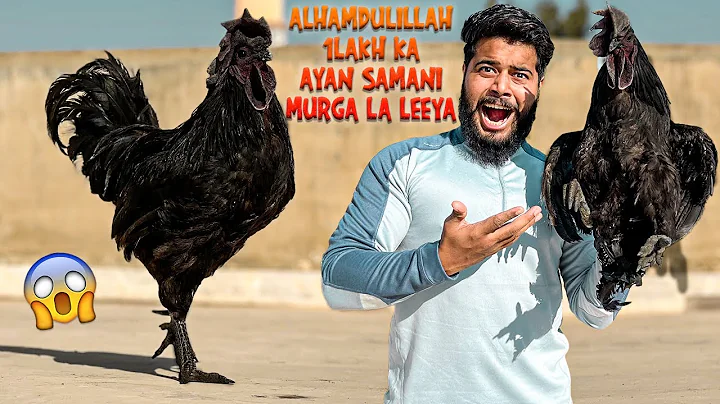 ALHAMDULILLAH 1LAKH KA AYAN SAMANI MURGA LA LEEYA ...