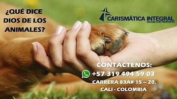 ¿Cómo se trata a los animales en el cristianismo?