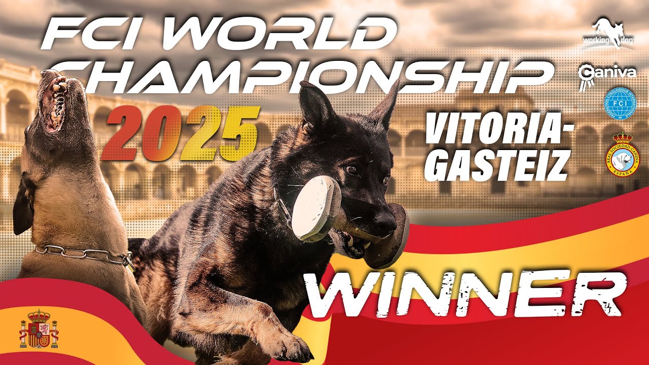 Winner / 33. FCI IGP World Championship 2025 / Susan Miller / Nati's Empower Nyles / working-dog