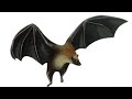 Zorro Volador Oscuro de Mauricio / Pteropus Subniger / PaleoPedias 🇲🇺