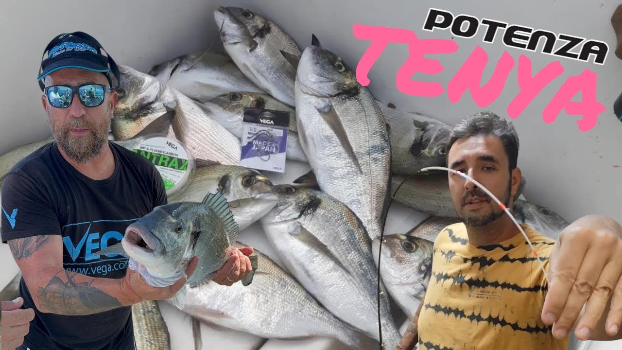 VEGA POTENZA TENYA REVIEW - A SUPER CANA