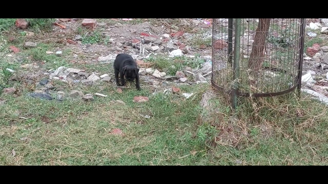 Jimmy walk pe jaa rhi/very intelligent pug puppy/pug funny videos