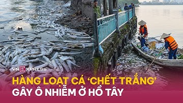 Hàng loạt cá chết gây ô nhiễm ở Hồ Tây | VnExpress