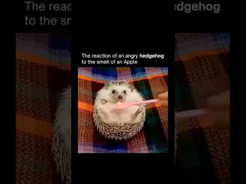 Bro is just hungry 🤣 #shorts