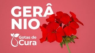 Gerânio André Ferraz Aromaterapia
