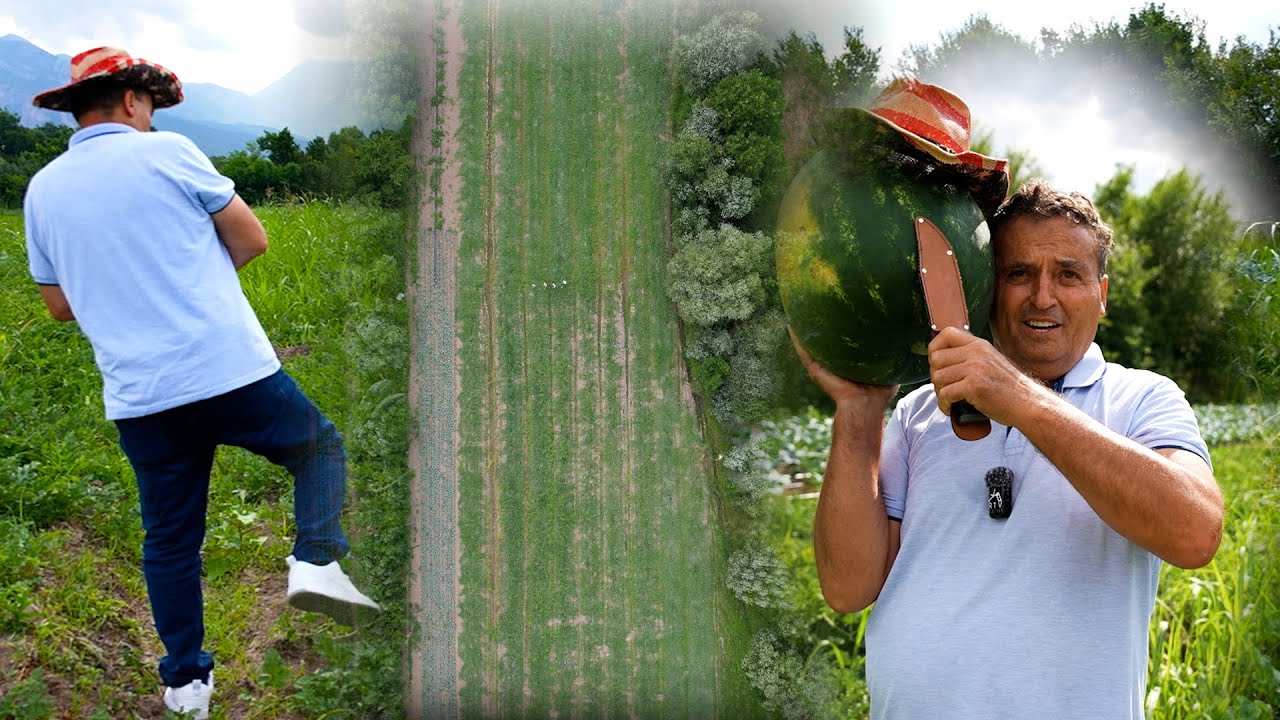 Qitash kam me pre dikon...     Baci zeqë n'bostan!