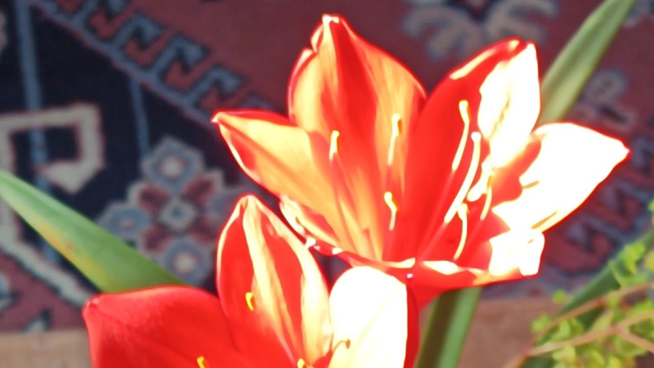 #flowers videos#lily* *don't know name of @kapcoastsunsetcliviaseascapes