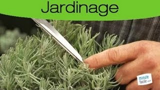 Conseil: Planter de la lavande dans son jardin