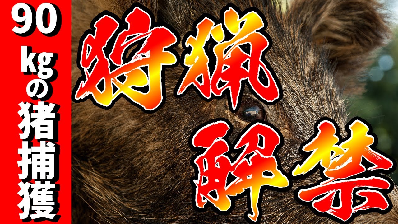 90kgのイノシシ捕獲で狩猟が解禁されたのです！電気止め刺し機
