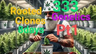 Happy Thanksgiving!!! Got rooted clones in 8days. Pt1, some1 stopped my camera. 🪴 🪴 🪴