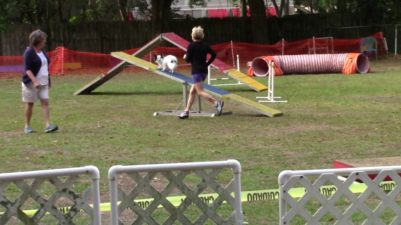Teacup Dog Agility Trial