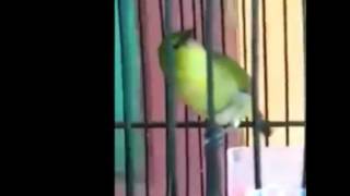 Pleci edan...!!ngalas ngerol buka paruh .