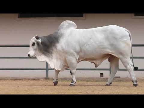 LOTE  230