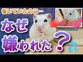 【飼主失格！】ハムスターが懐いてたのに急に嫌われるヤバい行動 5つ