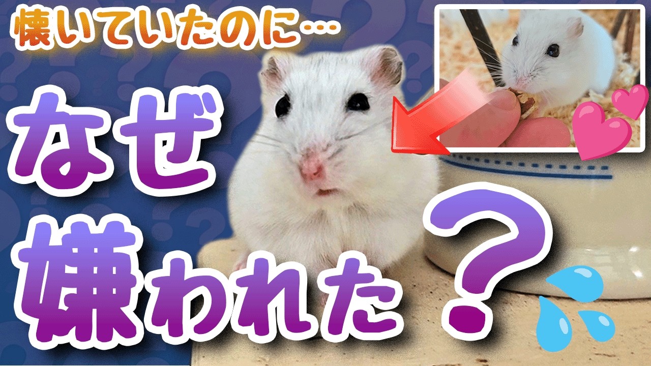 ネズミ年に向けて歴代ハムスターの総集動画を作りました。 - YouTube