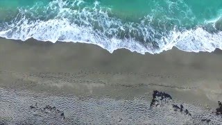 My Wish.... Protect our Ocean