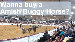 Superior Morgan Horse Sale