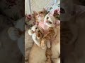私たちののんびりした時間#Our leisurely time#ねこ家族暮らし#cutest cats family life