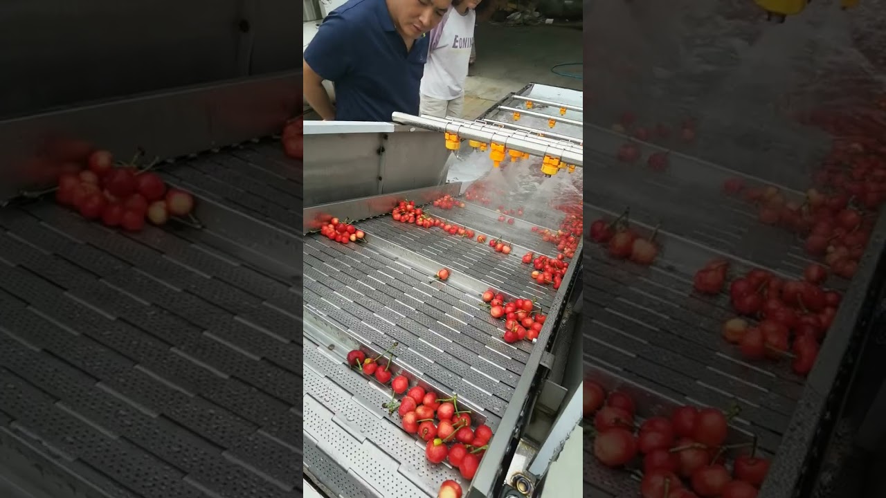 Cherry cleaning machine，cherry washing machine