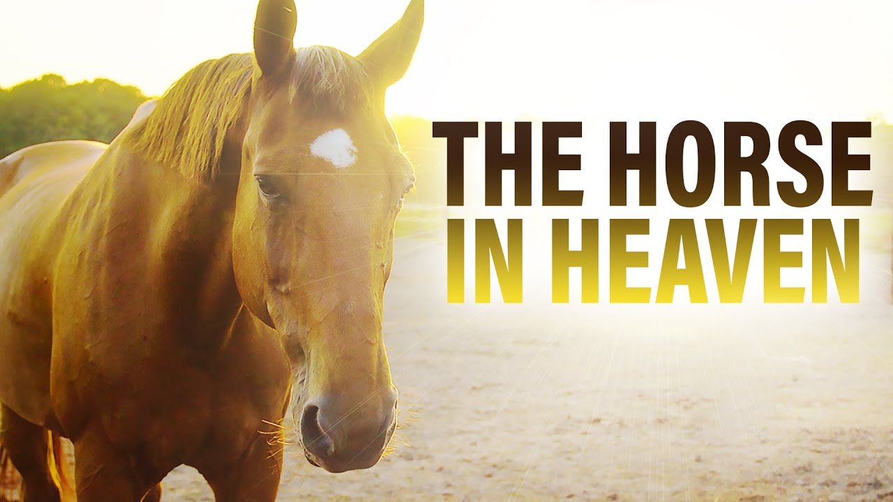 Download What This Horse Told Me in Heaven Will Melt Your Heart